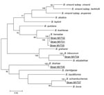 Thumbnail of rpoB gene-based phylogenetic tree showing the relationships of 6 Bartonella spp. (underlined). Briefly, rpoB nucleotide sequences were aligned by using ClustalW software (http://www.clustal.org/clustal2/), and phylogenetic relationships were inferred by using the maximum-likelihood strategy and MEGA software (http://www.megasoftware.net). Bootstrap values above 70%, obtained from 500 analyses, are indicated at the nodes. Scale bar represents a 2% nucleotide sequence divergence.