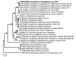 Thumbnail of Phylogenetic relatedness of Candidatus Cryptoplasma sp. REP (reptile; bold), Slovakia, 2004–2011, to other Anaplasmataceae sp. family members. We constructed the tree using 16S rRNA sequences and the Bayesian inference method. The Rickettsia parkeri sequence was used as an outgroup. Scale bar indicates nucleotide substitutions per site.