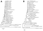 Thumbnail of Phylogenetic analysis of Rickettsia isolate from patient with Japanese spotted fever in Anhui Province and isolate from Haemaphysalis longicornis tick in Shandong Province, China, 2013 (black dots), compared with reference isolates. Unrooted neighbor-joining trees of 16S rRNA gene (A) and 17-kDa protein gene (B) were constructed by using MEGA 5.2 (https://www.megasoftware.net/) and 1,000 bootstrap replications. Scale bar represents substitutions per nucleotide.