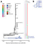 Thumbnail of Phylogenetic analysis of group B Streptococcus (GBS) infections caused by improper sourcing and handling of raw fish for raw consumption, Singapore, 2015–2016. A) Maximum-likelihood single-nucleotide polymorphism (SNP)–based tree for GBS ST283 strains relative to the SG-M1 reference human outbreak strain. Year, location, and source (human or fish) for isolates are indicated. Twelve strains from 6 fish (SGEHI2015-NWC941, SGEHI2015–95, LG01, LG02, LG04, and LG06) and 4 fish tank water