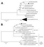 Thumbnail of Molecular phylogenetic analysis by maximum-likelihood method of isolates from a patient with recurrent fever episodes after traveling to southern Africa, 2015. A) Phylogeny of uvrA sequence fragments. The tree with the highest log likelihood (−2566.8936) is shown. A discrete gamma distribution was used to model evolutionary rate differences among sites (4 categories (+G, parameter = 0.9541)). The rate variation model allowed for some sites to be evolutionarily invariable ([+I], 43.5