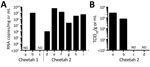 Thumbnail of Detection of severe fever with thrombocytopenia syndrome virus (SFTSV) in samples from 2 cheetahs, Japan, 2017. A) RNA was extracted from tissues, plasma, and serum and subjected to quantitative reverse transcription PCR (RT-PCR). The amounts of SFTSV RNA were quantified, with a reference, as RNA copies/mg for tissues and RNA copies/mL for plasma and serum. The mean of duplicate results is shown in the graph. a, plasma; b, popliteal lymph node (left); c, serum; d, brain; e, salivary