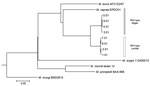 Thumbnail of Phylogenetic tree of isolate EPDC01 from a captive Borneo elephant with Mycobacterium caprae infection, Japan, 2016, and 8 Mycobacterium caprae strains (Allgäu and Lechtal types) from a report by Broeckl et al. (13). Short reads of M. caprae strains were assembled by CLC Genomics Workbench version 9.5.1 (https://www.qiagenbioinformatics.com/solutions/functional-genomics/?gclid=EAIaIQobChMIvvGL3L7T2wIVTSOBCh2FAAKtEAAYASAAEgKLWvD_BwE) before analysis. Core single-nucleotide polymorphi