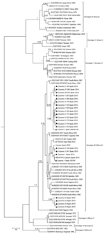 Thumbnail of Maximum clade credibility genealogy based on partial (175-nt) sequences of the Crimean-Congo hemorrhagic fever virus small RNA segment of viruses from Spain and reference sequences. Numbers along branches indicate posterior probability values for the groups (values &lt;0.70 are not shown). Triangles indicate newly sequenced strains from Spain reported in this study, which are identified by geographic origin, sampling site, and sampling year. Other sequences are indicated by GenBank 