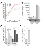 Thumbnail of Results of sensitivity testing of BRBV to type I IFN–induced antiviral state in cell culture. A) Vero, Huh7, A549, and HeLa cells were infected with BRBV (multiplicity of infection [MOI] 0.001). At the indicated time points, the supernatants were harvested and viral titers determined. B) Huh7 or A549 were infected (MOI 0.25) with BRBV or DHOV for 16 h. Whole RNA was extracted and IFN-β and actin transcripts detected by real-time reverse transcription PCR. Changes in IFN-β transcript