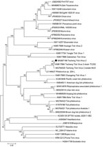 Phylogenetic analysis based on partial amino acid sequences of the L segment of tickborne viruses. Black dot indicates Tacheng tick virus 2 isolated from the patient in this study. The tree is constructed by using the neighbor-joining method in MEGA version 7.0 (https://www.megasoftware.net) and tested by the bootstrap method with 1,000 replications. Scale bar indicates nucleotide substitutions per site.