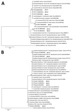 Thumbnail of Phylogenetic trees constructed using the maximum-likelihood method based on nucleotide sequences of Rickettsia spp. from canine ticks, South Korea (black arrows), and reference sequences. A) 16S rRNA; (B) gltA. Ehrlichia chaffeensis sequences were used as outgroups. GenBank accession numbers for references sequences are shown with the sequence name. Branch numbers indicate bootstrap support (1,000 replicates). Scale bar indicates phylogenetic distance. 