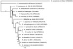 Multilocus phylogenetic tree of Rickettsia spp. obtained from a dog with Rocky Mountain spotted fever–type symptoms in 2019 (bold) compared with reference sequences. We noted 3 dogs with RSMF symptoms. Rickettsia DNA were identical among all 3 cases; however, complete sequences from all 5 regions were obtained only from case 3, which we used to represent the novel Rickettsia species strain 2019-CO-FNY. We used 2,576 nucleotides concatenated from regions within 3 genes (gltA, htrA, and ompA) and 2 intergenic spacer regions (23S-5S and mmpA-purC). We used the maximum-likelihood method and Tamura-Nei model (6,7) optimized for branch length, topology, and substitution rate to assemble the tree by using the PhyML 3.3.20180621 plugin in Geneious Prime 11.0.0+7 (https://www.geneious.com). Numbers at nodes indicate bootstrap percentages obtained from 1,000 resamplings. Numbers in parentheses are GenBank accession numbers. The tree is drawn to scale. Scale bar indicated the number of nucleotide substitutions per site. 