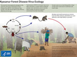 Ecology of Kyasanur Forest disease virus. Reproduced from https://www.cdc.gov/vhf/kyasanur/resources/virus-ecology.html.