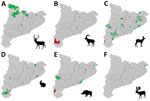 Distribution of areas sampled for detection of antibodies against Crimean-Congo hemorrhagic fever virus CCHFV by species, Catalonia, northeastern Spain. Green indicates all samples were seronegative; red indicates >1 sample was seropositive; gray indicates areas not sampled. A) Red deer (Cervus elaphus); B) Iberian ibex (Capra pyrenaica); C) roe deer (Capreolus capreolus); D) European rabbit (Oryctolagus cuniculus); E) wild boar (Sus scrofa); F) fallow deer (Dama dama).