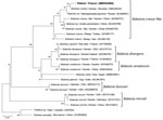 Evolutionary analysis of 18S RNA sequences of Babesia from a 61-year-old man from western France and reference sequences. Neighbor-joining tree of 1,000 bootstrap pseudoreplicates with Kimura 2-parameter distances of internal transcribed spacer 1 gene from 18S RNA sequences of the Babesia genus (MEGA X 10.1.8, https://www.megasoftware.net). Bootstrap proportions >50% are indicated. This phylogenetic tree illustrates the relationship between the species infecting this patient (GenBank accession no. MW504968) and the 20 different species of Babesia obtained from GenBank. Species, host, origin, and accession number are indicated. Theileria spp. was used as outgroup. Scale bar represents 1% of divergence. Asterisk indicates in vitro culture.