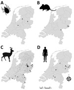 Geographic distribution of tick-borne encephalitis virus (TBEV) in the Netherlands based on sampling of ticks (A), rodents (B), roe deer (C), and reported human (D) tick-borne encephalitis cases. Stars indicate TBEV RNA–positive tick pools or rodent samples. Closed circles indicate serum samples that tested positive in TBEV serum neutralization tests. White circles indicate negative test results. Data for roe deer were reproduced from Rijks et al. (14) with permission. Maps were constructed with Arc-GIS software (ESRI, https://www.esri.com).