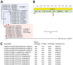 Identification and phylogenetic analysis of Powassan virus found in cerebrospinal fluid of 4-year-old boy detected by metagenomic next-generation sequencing, Ohio, USA. A) Phylogenetic analysis of the 140-bp region in the Powassan virus genome corresponding to the single sequence read detected by metagenomic next-generation sequencing. Single read from the patient in this study was aligned with sequences from 23 representative Powassan virus genomes from lineage 1 (blue shaded box) and lineage 2 (deer tick virus lineage, pink shaded box) and 1 yellow fever virus sequence as an outgroup by using MAFFT v7.388 (Appendix reference 11 ). Phylogenetic tree was constructed by using the maximum-likelihood method and PhyML 3.0 software (Appendix reference 12); support values for the main branches are shown. Powassan virus from our patient (red asterisk) belongs to lineage 2. GenBank accession numbers are shown for each sequence. Scale bar indicates nucleotide substitutions per site. B) Powassan virus genome showing major capsid and nonstructural genes. Single sequence read from the patient mapped to the NS3 gene (arrow and red box). C) List of top 10 GenBank reference sequences matching the patient’s 140-nt read after using MegaBLAST (https://blast.ncbi.nlm.nih.gov) alignment as default setting, each showing 98.6% sequence identity. If Powassan virus sequences were excluded from the reference database, no other matches in GenBank were found. Cds, coding sequence; env, envelope protein; NS, nonstructural; pre, M protein precursor peptide.