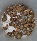 Brown dog ticks collected by the vector control department of Nuevo Leon, Mexico, in a hard-to-reach municipality.