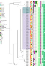 Whole-genome single-nucleotide polymorphism tree of group B Streptococcus isolates from patients, freshwater fish, and wet market environment in Hong Kong, China. The tree was rooted at midpoint. Demographics (including the week of isolate collection, hospital cluster, and source of isolate) and molecular characteristics (including STs, presence of antimicrobial resistance genes and virulence genes) of the isolates are indicated in the legend on the left side of the figure. ST283 highlighted in pink under column ST. Visualization of the tree was performed by using iTOL (https://itol.embl.de). ST, sequence type.