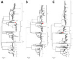 Phylogenetic analysis of natural severe fever with thrombocytopenia syndrome virus SD01/China/2022 isolate from outbreak in farmed mink, China. Phylogenetic trees were based on the alignment of large (A), medium (B), and small (C) gene segment sequences from the isolate from this study (red circles). The maximum-likelihood method based on the Tamura-Nei model was used to analyze the molecular evolution by using MEGAX (https://www.megasoftware.net). The conﬁdence of the resulting trees was evaluated by 1,000 bootstrap replications. All other parameters were used as default. Scale bars indicate nucleotide substitutions per site. 