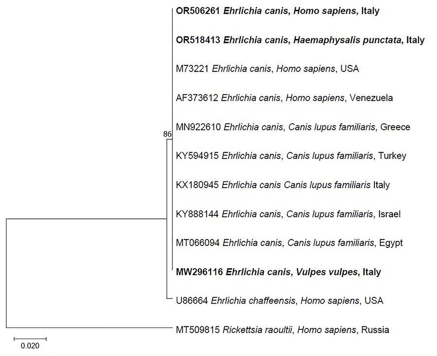 Maximum-likelihood phylogenetic tree of Ehrlichia canis 16S rRNA sequences detected in a patient’s blood and in a Haemaphysalis punctata tick removed from the patient in Italy, 2023. Boldface indicates sequences amplified in the study area. The tree was inferred including 12 partial sequences (281 bp) under the maximum-likelihood method based on the general time reversible model (10) and a discrete gamma distribution was used to model evolutionary rate differences among sites (5 categories) (+G, parameter = 0.3727). The percentage of trees in which the associated taxa clustered together is shown next to the branches. A consensus sequence of Rickettsia raoultii (MT509815) in a human from Russia was used as outgroup. The tree with the highest log likelihood (−559.69) is shown, obtained from 1,000 bootstrap replications with MEGA X software (11). Scale bar indicates nucleotide substitutions per site.