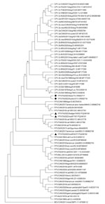 Neighbor-joining capsid protein 2 (VP2)–based phylogenetic tree of Protoparvovirus carnivoran 1 from study of feline panleukopenia virus (FPV) in wild animals, Abruzzo and Molise, Italy, January 2022–May 2023. The tree was elaborated by using a 584-aa long alignment of the VP2 sequences of the FPV strains generated in the study and the cognate sequences of Protoparvovirus carnivoran 1 strains retrieved from GenBank. The tree was constructed by using MEGA X version 10.0.5 software (https://www.megasoftware.net) and the maximum-likelihood method, the Jones-Taylor-Thornton substitution model, and bootstrapping up to 1,000 replicates. Bootstrap values >70% are shown. Black bullets indicate FPV strains from a Marsican brown bear (ΙΤΑ/2023/bear/74 (GenBank accession no. OR602717) and a crested porcupine ITA/2023/hystrix/213 (accession no. OR602718). The black triangles indicate FPV strains from other wildlife animals in the same study: ITA/2023/badger/54552 (accession no. PQ246100), ΙΤΑ/2023/wolf/7197 (accession no. PQ246101), and ΙΤΑ/2023/wolf/54377 (accession no. PQ246102). MEV (accession no. KP008112) was used as an outgroup. Scale bar indicates number of amino acid substitutions per site. CPV, canine parovirus; MEV, mink enteritis virus; FPV, feline panleukopenia virus.