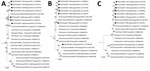 Phylogenetic analysis of Yezo virus strains in study of transboundary movement of Yezo virus via ticks on migratory birds, Japan, 2020–2021. Trees were constructed by using the maximum-likelihood method in MEGA X (https://www.megasoftware.net) and 1,000 bootstrap replicates for nucleotide sequences. A) Large segment; B) medium segment; C) small segment. Black circles indicate sequences from this study. The number at each branch indicates the bootstrap value. GenBank accession numbers for nucleotide sequences are shown in parentheses. Sulina virus IxriSL16-01 was used as the outgroup to determine the root of Yezo virus trees but is not shown. Scale bars indicate nucleotide substitutions per site.