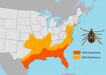 Generalized distributions of the Gulf Coast tick, Amblyomma maculatum (pictured), a human-biting tick species newly established in the northeastern United States, in 1945 compared with 2024. Establishment was defined as >6 ticks of the same life stage identified within a 12-month period or ticks of >1 life stage identified within a 12-month period. Data from references 2–9, https://www.dep.pa.gov/Business/ProgramIntegration/Vector-Management/Ticks/Pages/default.aspx, and https://www.in.gov/health/idepd/zoonotic-and-vectorborne-epidemiology-entomology/vector-borne-diseases/tick-borne-diseases/amblyomma-maculatum-gulf-coast-tick/#Geographic_Distribution. 