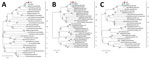 Phylogenetic trees based on the coding sequence of the SFTSV segments from a human patient in Japan and a Haemaphysalis aborensis tick collected from the patient. A) Large segment; B) medium segment; C) small segment. Blue circles indicate patient-derived SFTSV strains and red squares tick-derived strains from this study. Labels at right of each tree represent SFTSV genotypes A‒F. We derived the phylogenetic trees using the maximum-likelihood method and general time-reversible model and ran 1,000 bootstrap replicates using MEGA 11.0.13 (https://www.megasoftware.net). Scale bars indicate the number of base differences per site. SFTSV, severe fever with thrombocytopenia syndrome virus.