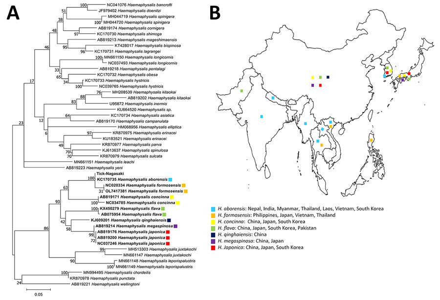 Phylogenetic tree (A) and geographic distribution (B) of 36 tick species from the genus Haemaphysalis. Bold indicates tick sequences analyzed in this study; Tick-Nagasaki indicates tick collected from a human patient in Japan who had severe fever with thrombocytopenia syndrome virus. Colors indicate locations where ticks have been found. We used 49 16S rRNA sequences to construct the maximum-likelihood tree based on 1,000 replicates in MEGA 11.0.13 (https://www.megasoftware.net). Bootstrap values are indicated next to the branches. Scale bar indicates nucleotide substitutions per site. 