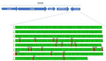 Schematic representation of the Tn544 transposon carrying the ermA and ant(9)-Ia genes representative of methicillin-resistant Staphylococcus aureus Panton-Valentine–positive clonal complex 398. The ermA gene sequence of the strains isolated from patients in the Czech Republic in 2023 align with the reference sequence of the ResFinder software (Genomic Epidemiology Center, http://www.genomicepidemiology.org). The resistance genes ermA and ant(9)-Ia (arrows) are transcribed in different directions because they are located on different strands of the DNA. Q, query sequence; R, reference sequence; tnpA, transposase A; tnpB, transposase B; tnpC, transposase C.