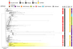 Phylogenetic analysis of Klebsiella pneumoniae ST512 based on core-genome alignment of 510 K. pneumoniae ST512 isolates. The tree is midpoint rooted, and the scale bar represents the number of substitutions per site. The presence of the fec operon is indicated in red; blaKPC, blaVIM, and blaNDM genes in black; and the FIB(K) replicon in orange. Yellow shading indicates genomes sequenced in this study or our previous studies (Appendix 1, Table 1). The best-fit model was selected by ModelFinder (http://www.iqtree.org/ModelFinder), The tree was visualized with Microreact (https://microreact.org) and adjusted by using the InkScape software (https://www.inkscape.org). ST, sequence type.