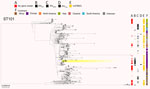 Phylogenetic analysis based on core-genome alignments of 468 Klebsiella pneumoniae ST101 isolates in study of cefiderocol resistance conferred by plasmid-located ferric citrate transport system in K. pneumoniae carbapenemase–producing K. pneumoniae. The trees are midpoint rooted, and the scale bar represents the number of substitutions per site. The presence of the fec operon is indicated in red; blaKPC, blaVIM, and blaNDM genes in black; and the FIB(K) replicon in orange. Yellow shading indicates genomes sequenced in this study or our previous studies (Appendix 1, Table 1). The best-fit model was selected by ModelFinder (34). The trees were visualized with Microreact (https://microreact.org) and adjusted by using the InkScape software (https://www.inkscape.org). ST, sequence type.