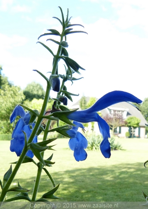 salvia patens oceana blue 