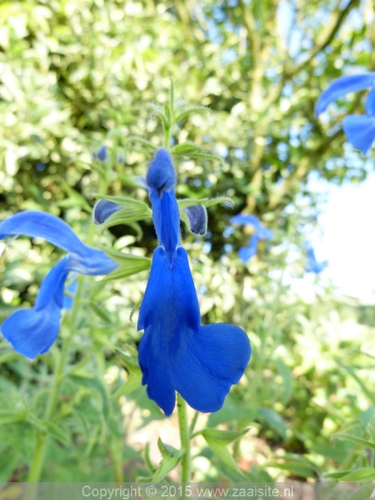 salvia patens oceana blue