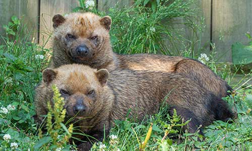 bush dog