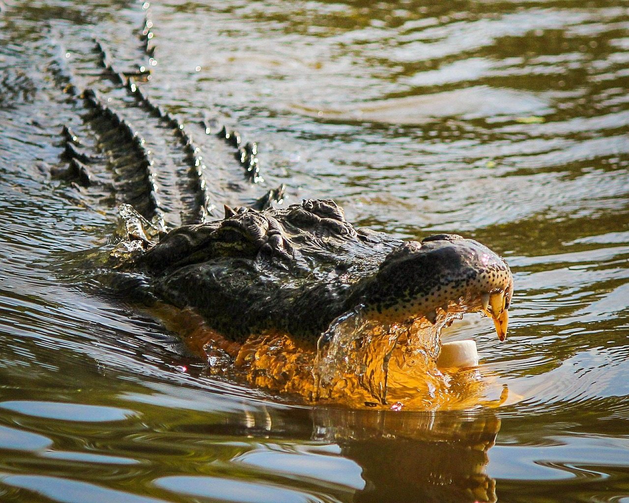 guide to gatorland orlando