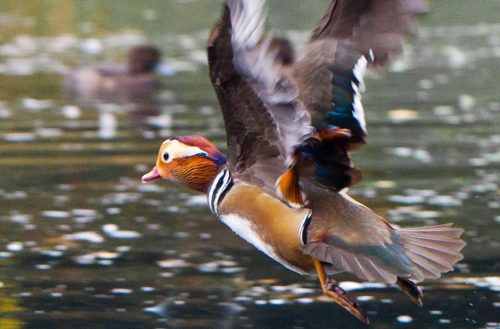 mandarin duck facts 