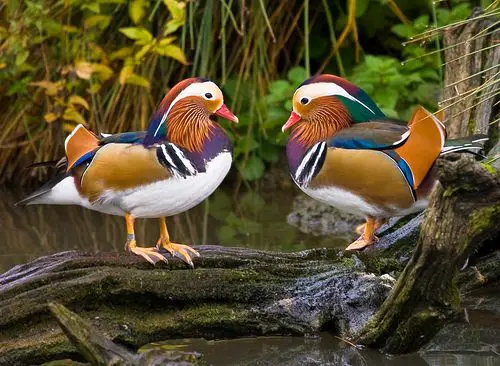 mandarin duck facts 