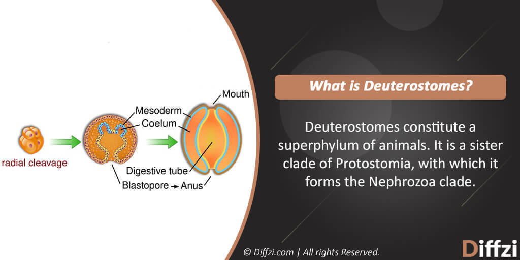 Deuterostomes