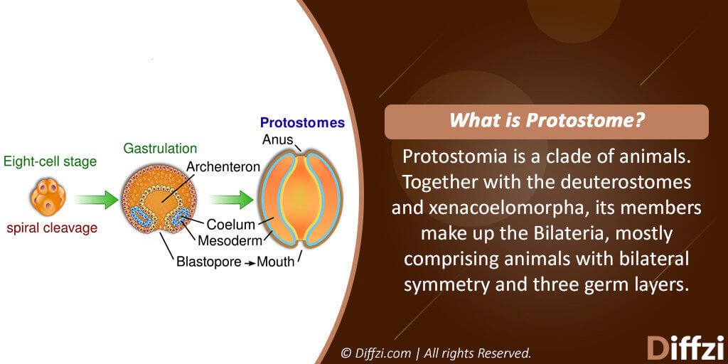 Protostomes