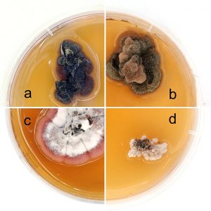 Needle blight caused by Dothistroma pini in Slovakia: distribution, host range and mating types