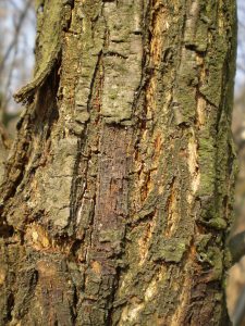 Hypovirulence in chestnut blight fungus, Cryphonectria parasitica, in Slovakia