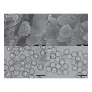 Delimitation of European Crepidotus stenocystis as different from the North American species C. brunnescens (Crepidotaceae, Agariccales)