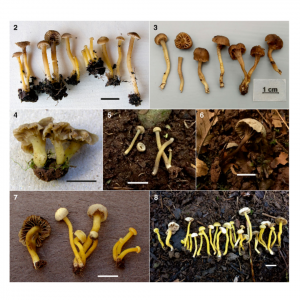 European Hodophilus (Clavariaceae, Agaricales) species with yellow stipe 