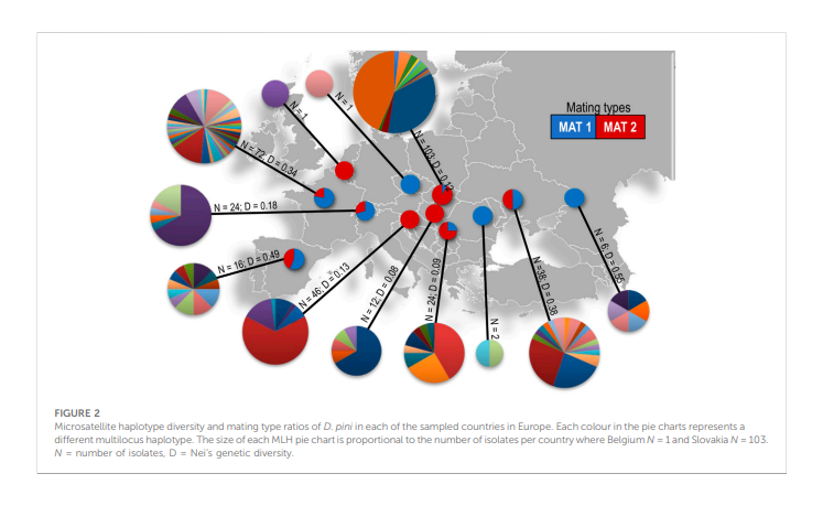 Population structure and diversity of the needle pathogen Dothistroma pini suggests human-mediated movement in Europe