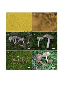 The genus Dermoloma is more diverse than expected and forms a monophyletic lineage in the Tricholomataceae