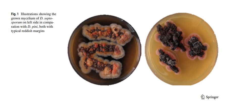 Development and changes in pathogens population causing  Dothistroma needle blight in Pinus nigra plantation in Strážovské  vrchy Mts