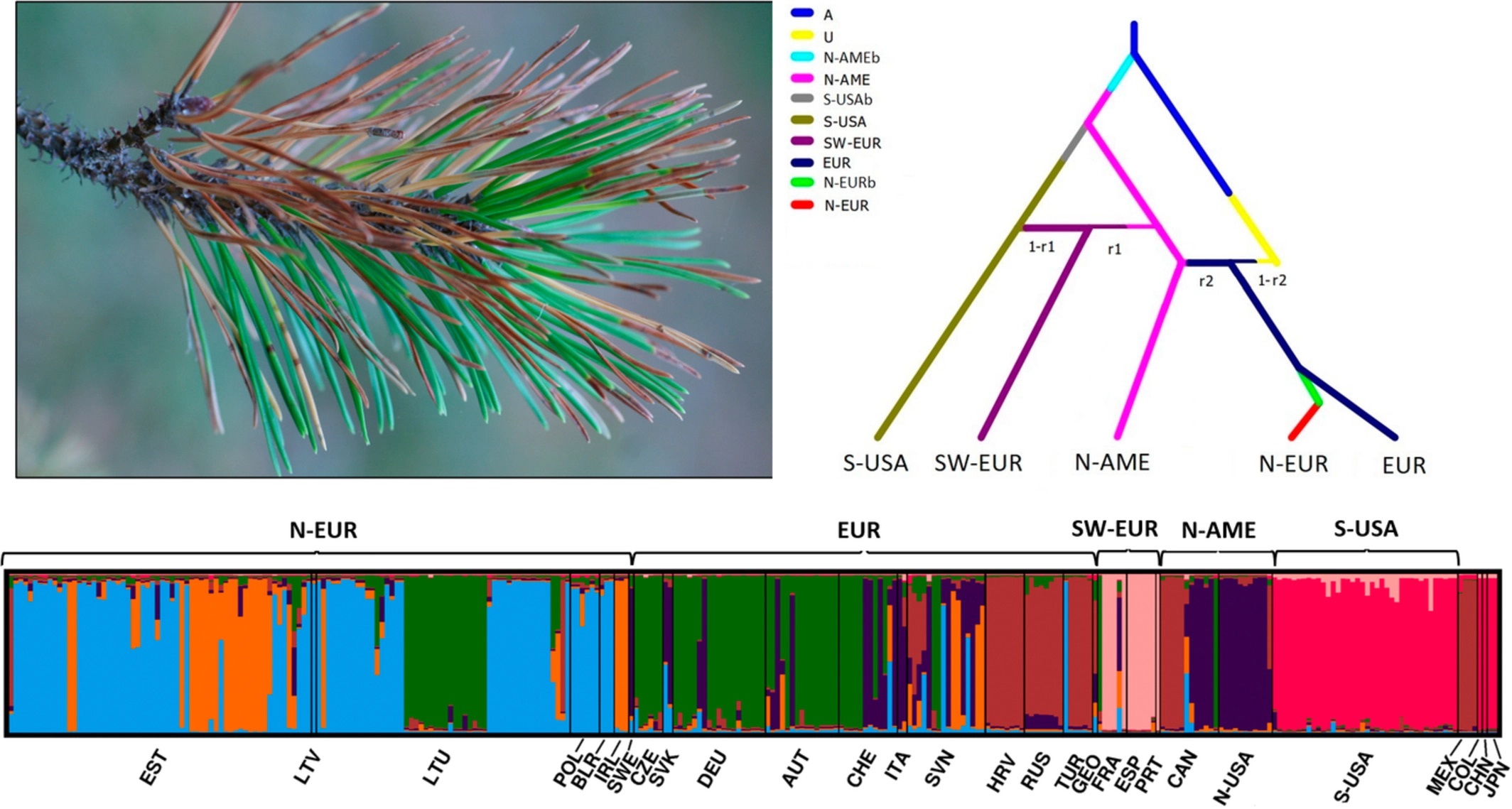 Diversity, migration routes, and worldwide population genetic structure of Lecanosticta acicola, the causal agent of brown spot needle blight