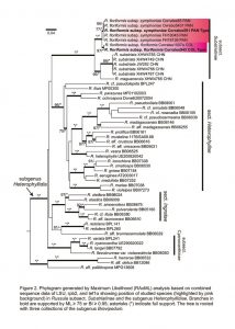 Morphological and genetic diversification of Russula floriformis, sp. nov., along the Isthmus of Panama