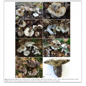 Enlightening the black and white: species delimitation and UNITE species hypothesis testing in the Russula albonigra species complex