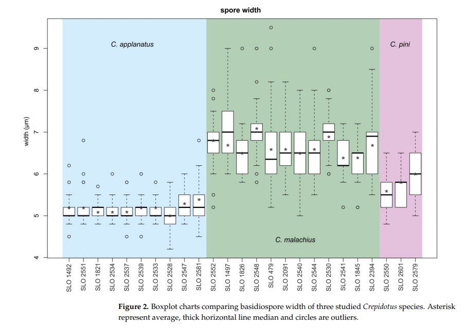 Phylogeny of Crepidotus applanatus Look-Alikes Reveals a Convergent Morphology Evolution and a New Species C. pini