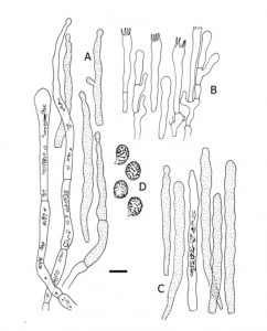 One step closer to unravelling the origin of Russula: subgenus Glutinosae subg. nov.