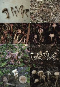 Hodophilus phaeophyllus complex (Clavariaceae, Agaricales) is defined as new phylogenetic lineage in Europe